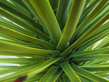 Full frame shot of palm leaf