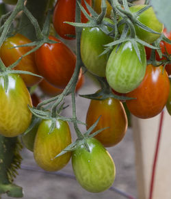 Close-up of tomatoes growing on plant