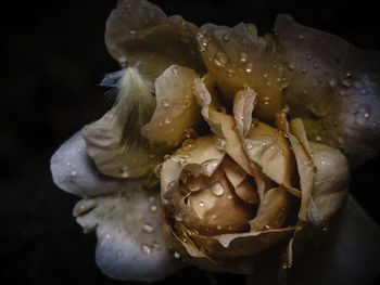 Close-up of water drops on leaf