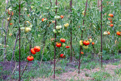 Close-up of fruits growing on tree