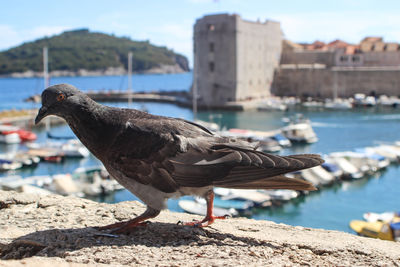 Close-up of pigeon perching on retaining wall at harbor