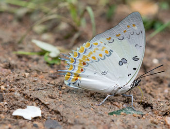 Close-up of butterfly