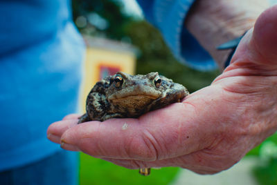 Midsection of man holding toad