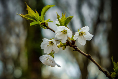 Close-up of white cherry blossom tree