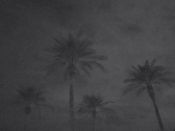 Low angle view of silhouette trees against sky at night