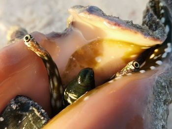 Close-up of crab in sea