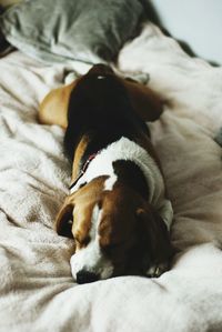 Close-up of dog sleeping on bed