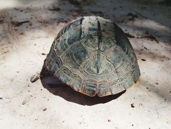 High angle view of shell on sand