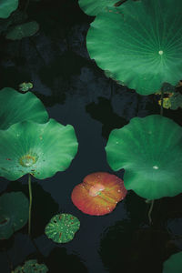 Close-up of lotus water lily in lake