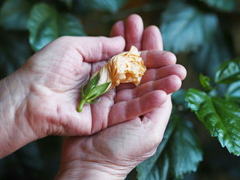 Close-up of hand holding leaves