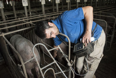 Salamanca, spain, pig farmer checking pregnancy of an iberian pig with an ultrasound device