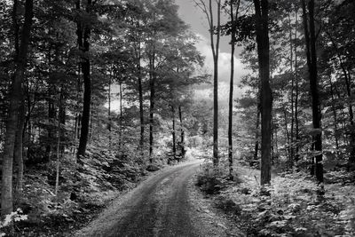 Road passing through forest