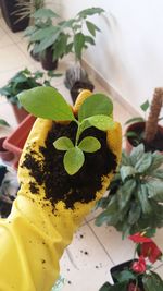 Close-up of potted plant