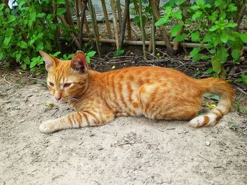 Cat relaxing on field