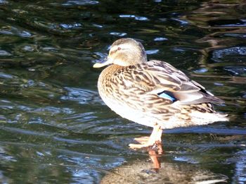 View of duck swimming in lake