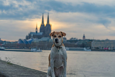 Dog, river rhine
