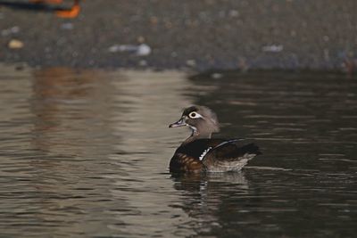 Duck swimming in lake