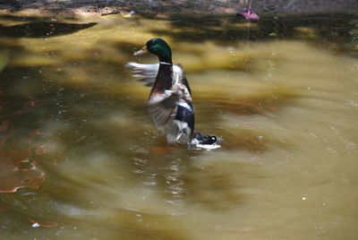 Close-up of duck swimming in lake