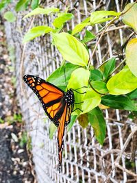 Butterfly on leaf