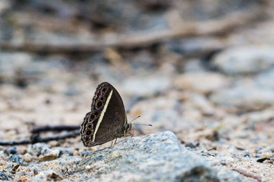 Close-up of butterfly perching on ground