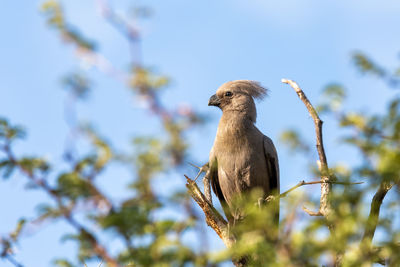 Low angle view of bird perching on a tree