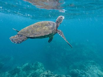 Turtle swimming in sea