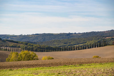 Scenic view of vineyard against sky