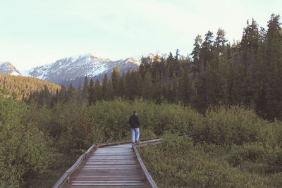 Rear view of man walking on boardwalk in forest