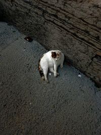 High angle view of dog sitting outdoors