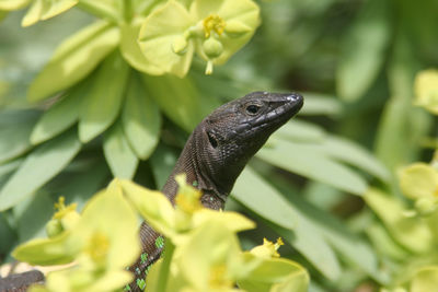 Close-up of a lizard