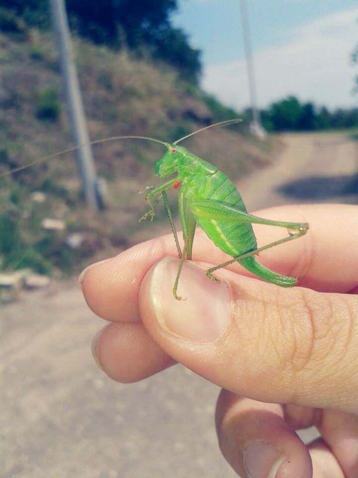 person, holding, cropped, part of, human finger, unrecognizable person, focus on foreground, personal perspective, close-up, leisure activity, lifestyles, leaf, outdoors, one animal, day, sunlight, nature