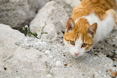 Portrait of ginger cat on rock