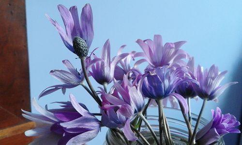 Close-up of purple flowers