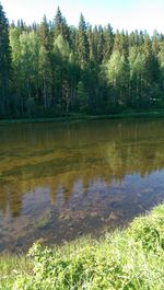 Scenic view of lake in forest