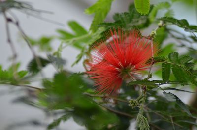 Close-up of red flower