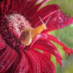 Close-up of snail on red flower