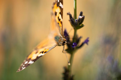 Close-up of butterfly pollinating on flower