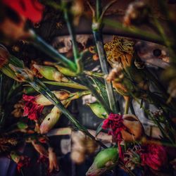 Close-up of lizard on tree