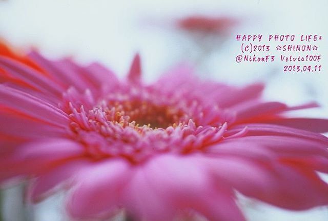 flower, freshness, petal, close-up, flower head, fragility, text, red, focus on foreground, beauty in nature, pink color, selective focus, nature, western script, growth, no people, blooming, day, outdoors, pollen