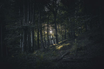 Trees growing in forest