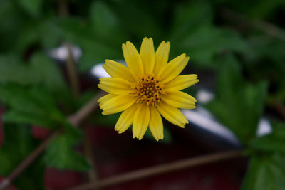 Close-up of yellow flowering plant