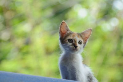 Close-up portrait of cat looking up outdoors