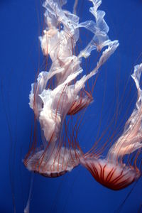 Close-up of jellyfish swimming in sea