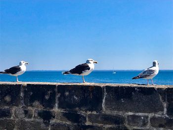 Seagulls perching on a sea against clear sky