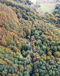 High angle view of trees in forest