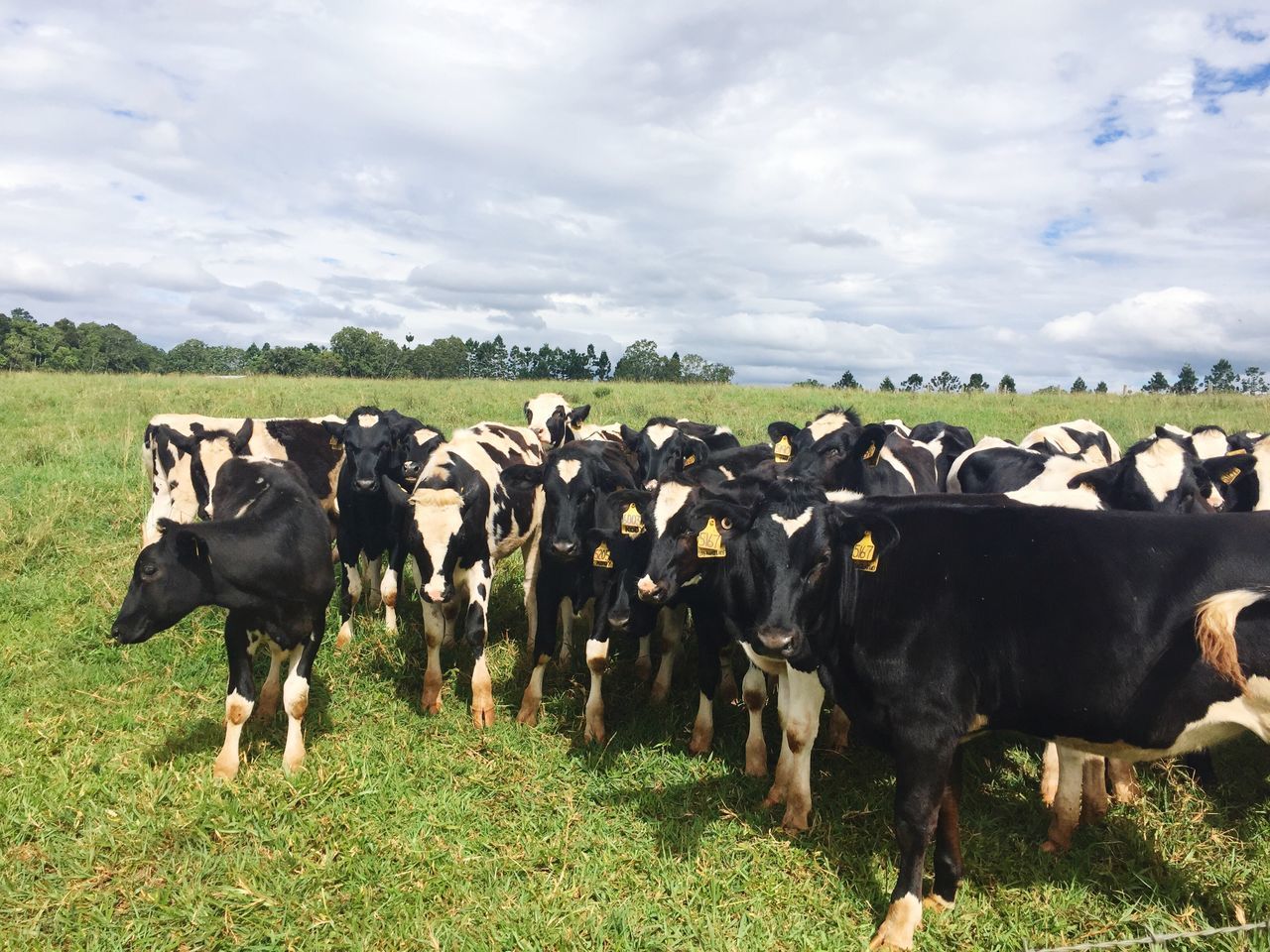 livestock, domestic animals, field, sky, mammal, grass, rural scene, agriculture, grazing, cloud - sky, landscape, domestic cattle, herbivorous, green color, grassy, nature, medium group of animals, day, outdoors, growth, cloudy, cloud, no people, beauty in nature, tranquility, plant