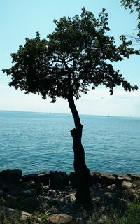 Silhouette tree by sea against clear sky