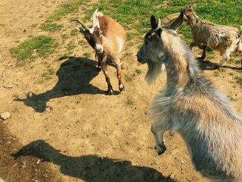 Goats fighting on footpath
