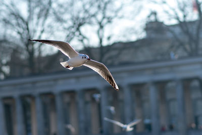 Seagull flying in city