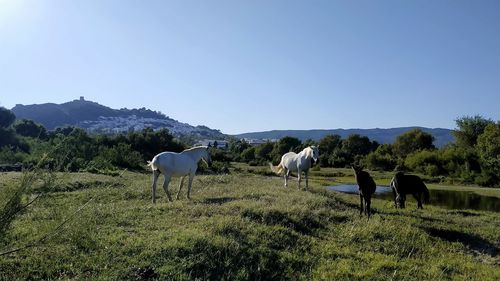 Horses grazing in a field